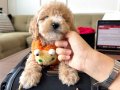 Toypoodle ayarında kıvırcık tüylü Rex