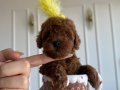 Kore Poodle mı En iyisi sizler için