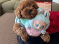 Sözlesmeli teslim Safkan Toypoodle