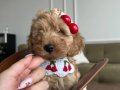 Bal surat maltipoo kiraz