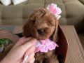 Toypoodle gibi Maltipoo