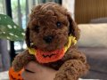 En özel büyümeyen Koee Toypoodle