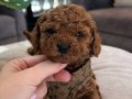 Muhtesem Kore Toypoodle