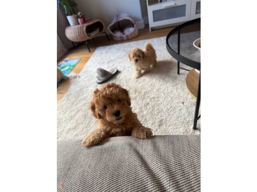 Mükemmel Maltipoo