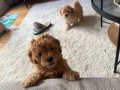 Mükemmel Maltipoo