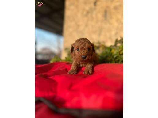 Petibör tadında toy poodle bebeklerim 