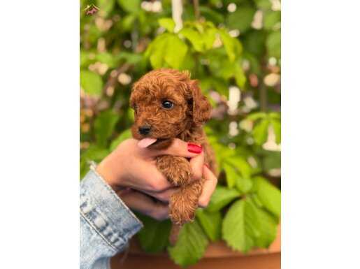 Eşsiz güzellikteki toy poodle bebeklerim 