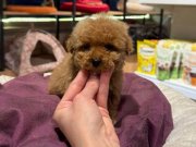 Eşsiz güzellikteki toy poodle bebeklerim 