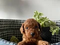 Oyuncak sanılan prens ve prenses bebeklerim