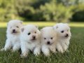 Bulut Kürklü Pomeranian Boo Yavruları
