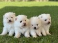 Bulut Kürklü Pomeranian Boo Yavruları