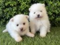Bulut Kürklü Pomeranian Boo Yavruları
