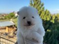 Bulut Kürklü Pomeranian Boo Yavruları