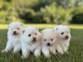 Bulut Kürklü Pomeranian Boo Yavruları