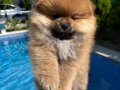 Pomeranian dişi bebekler