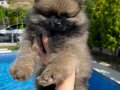 Pomeranian dişi bebekler