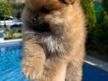 Pomeranian dişi bebekler