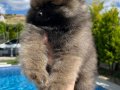 Pomeranian dişi bebekler