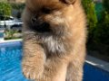 Pomeranian dişi bebekler