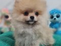 Scr belgeli pomeranian yavrular hazır