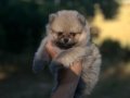 Scr belgeli pomeranian yavrular hazır