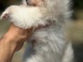 Scr belgeli pomeranian yavrular hazır