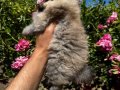 Scr belgeli pomeranian yavrular hazır