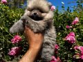 Scr belgeli pomeranian yavrular hazır