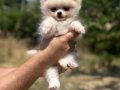 Scr belgeli pomeranian yavrular hazır