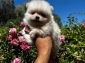Scr belgeli pomeranian yavrular hazır