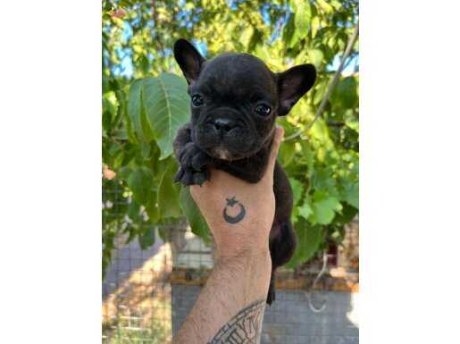 Anatomi güzeli french Bulldog 