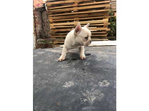 Platinyum erkek french Bebek 