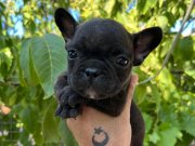 Anatomi güzeli french Bulldog 