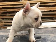 Platinyum erkek french Bebek 