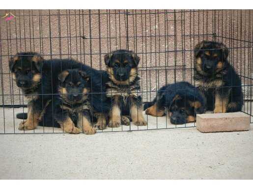 Secereli dişi yavrular