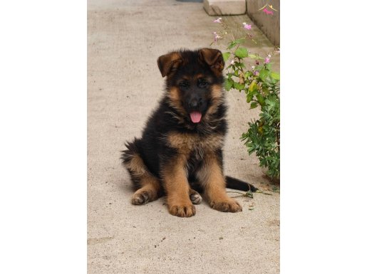 Secereli dişi yavru 