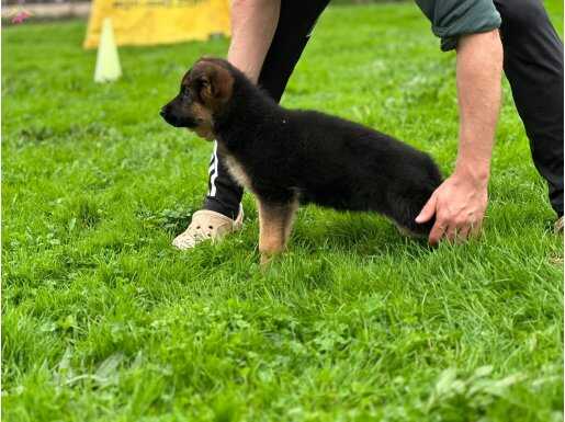 Secereli dişi yavru