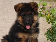 Secereli dişi yavru 