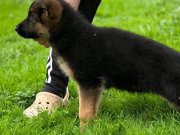 Secereli dişi yavru