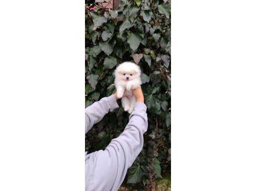 Pomeranian Boo Yavru