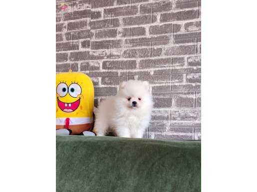 Pomeranian Boo Erkek 