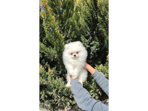 Ayıcık Pomeranian Boo Erkek 