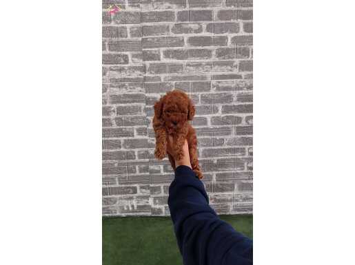 Toy Poodle Bebekler 