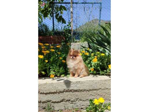 Oranga Pomeranian Boo Dişi 