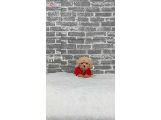 Toy Poodle Bebekler 