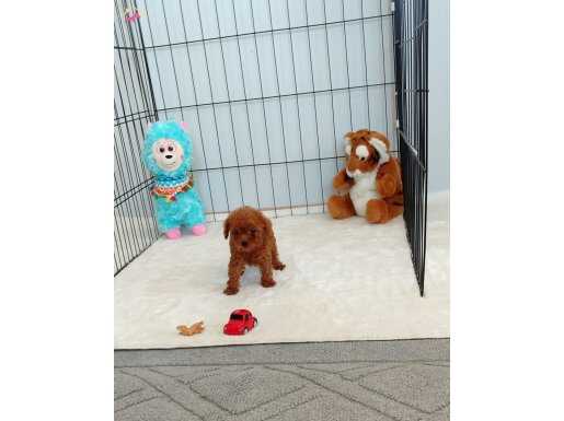 Toy Poodle Bebekler 