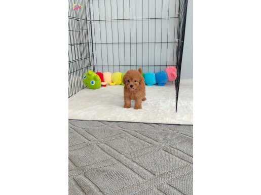 Toy Poodle Bebekler 