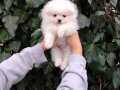 Pomeranian Boo Yavru