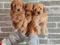 Poodle Bebekler 