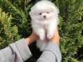 Pomeranian Boo Yavrumuz